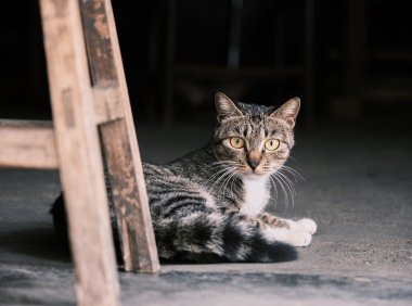 Ubuntu安装Google Chrome和ChromeDriver用以自动化测试