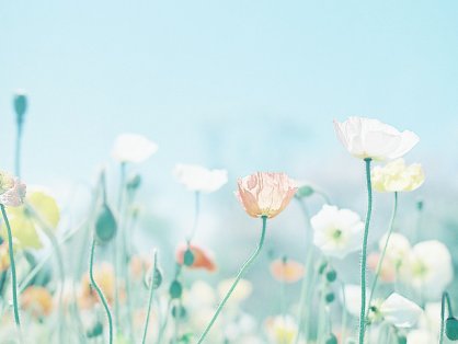 WordPress编辑器添加或删除自定义按钮(QTags)方法