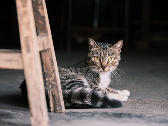 Robot Framework常用库和常用关键字